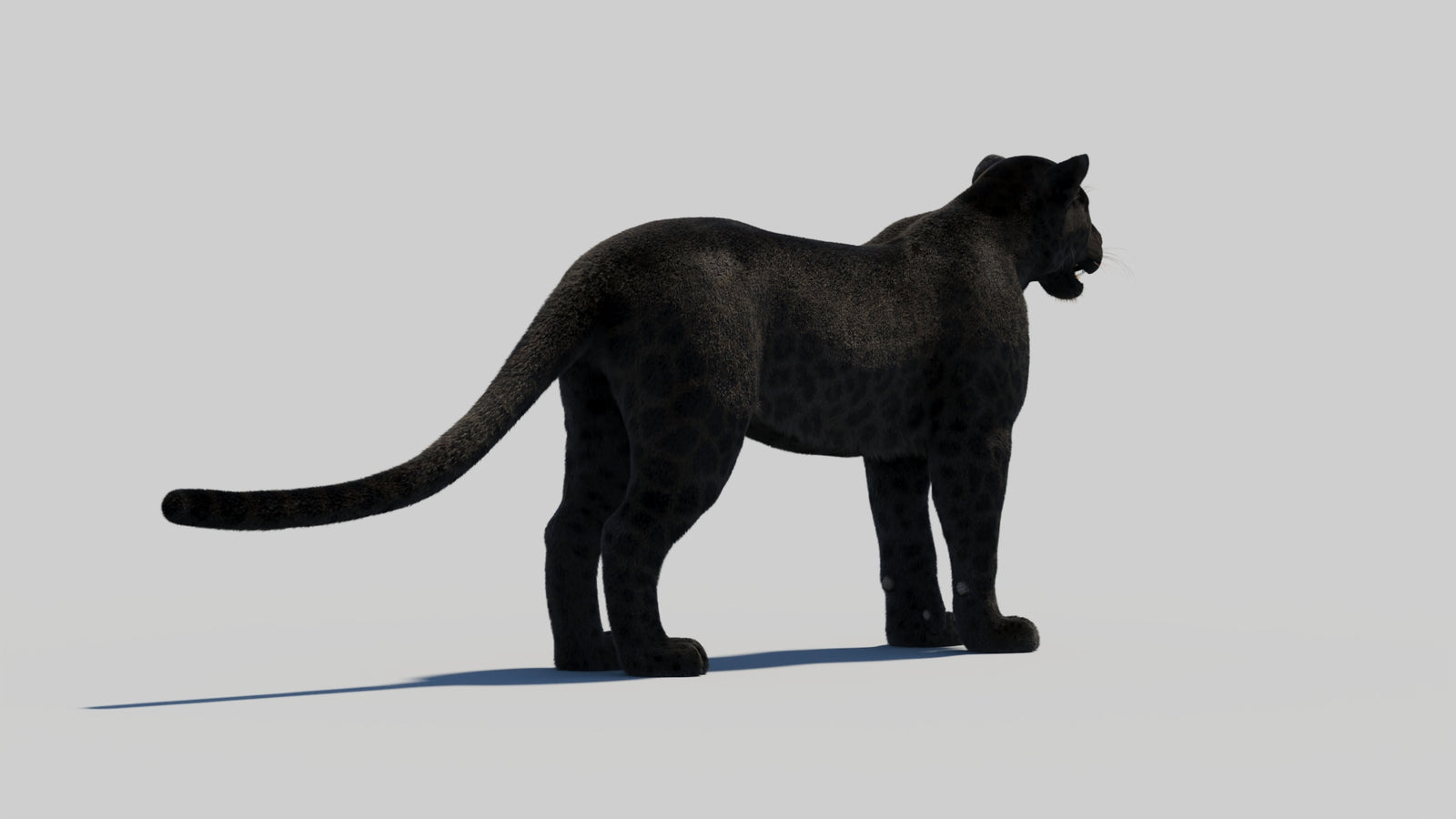Black Panther 3D Model with Realistic Fur 360° view 2 frame 47