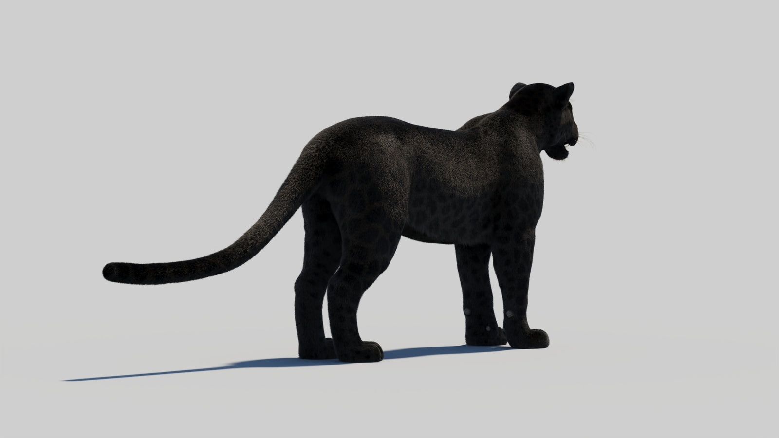 Black Panther 3D Model with Realistic Fur 360° view 2 frame 48