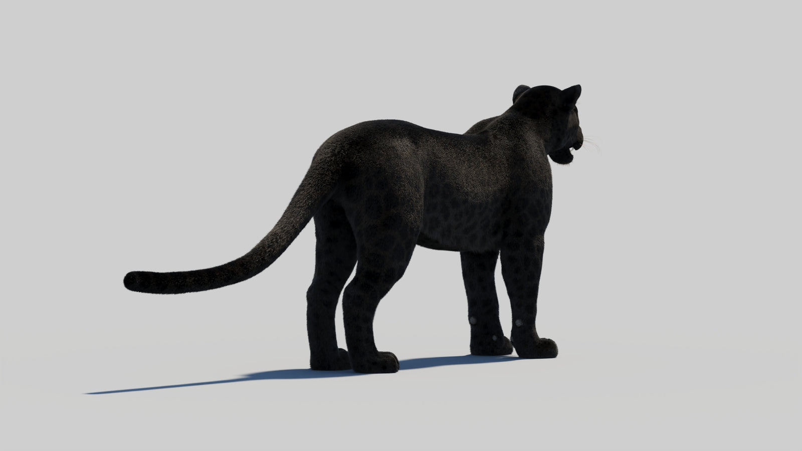 Black Panther 3D Model with Realistic Fur 360° view 2 frame 49
