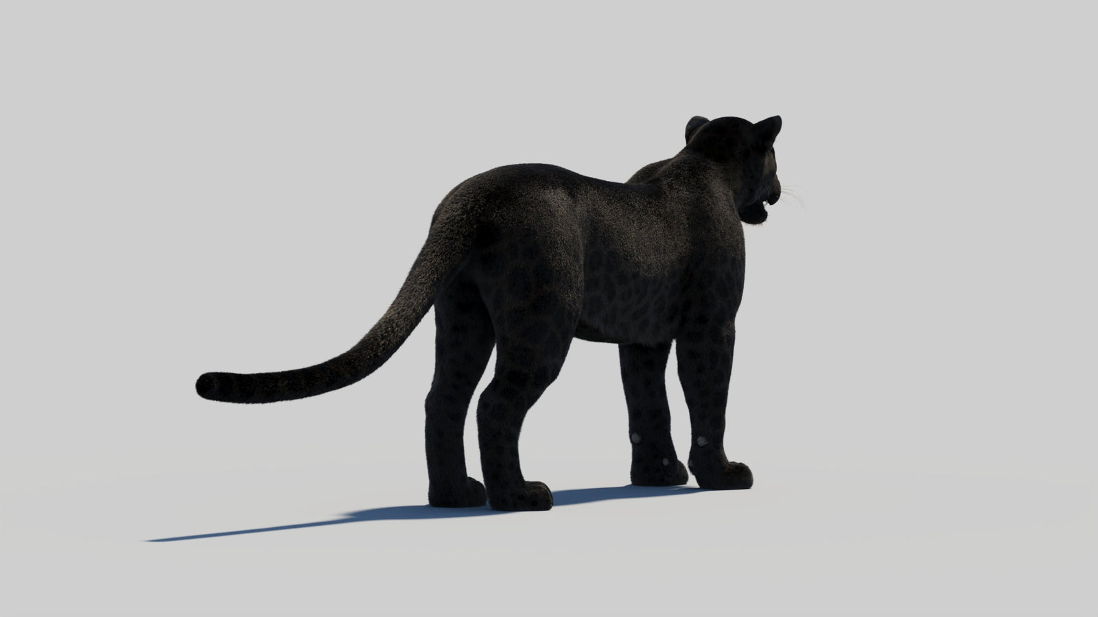 Black Panther 3D Model with Realistic Fur 360° view 2 frame 50