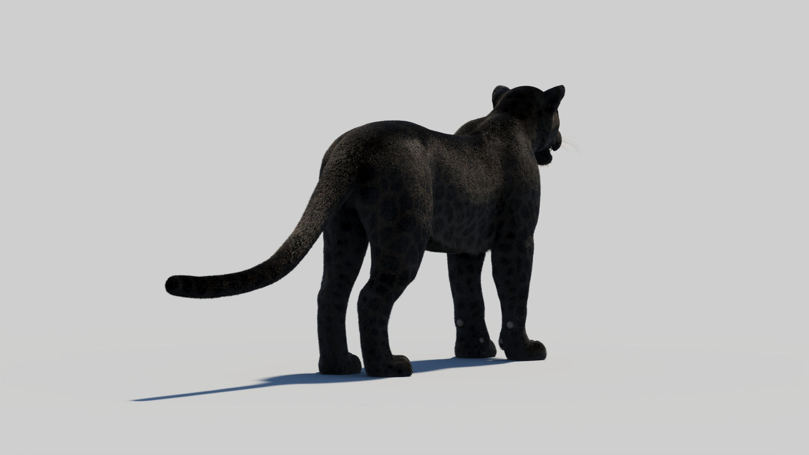 Black Panther 3D Model with Realistic Fur 360° view 2 frame 51