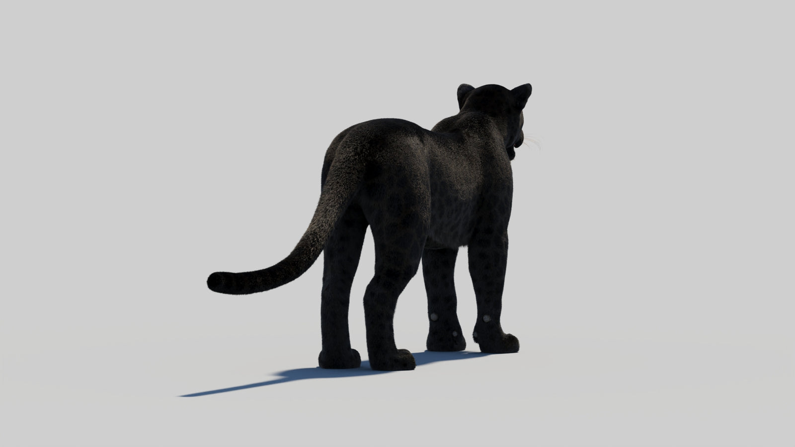 Black Panther 3D Model with Realistic Fur 360° view 2 frame 53