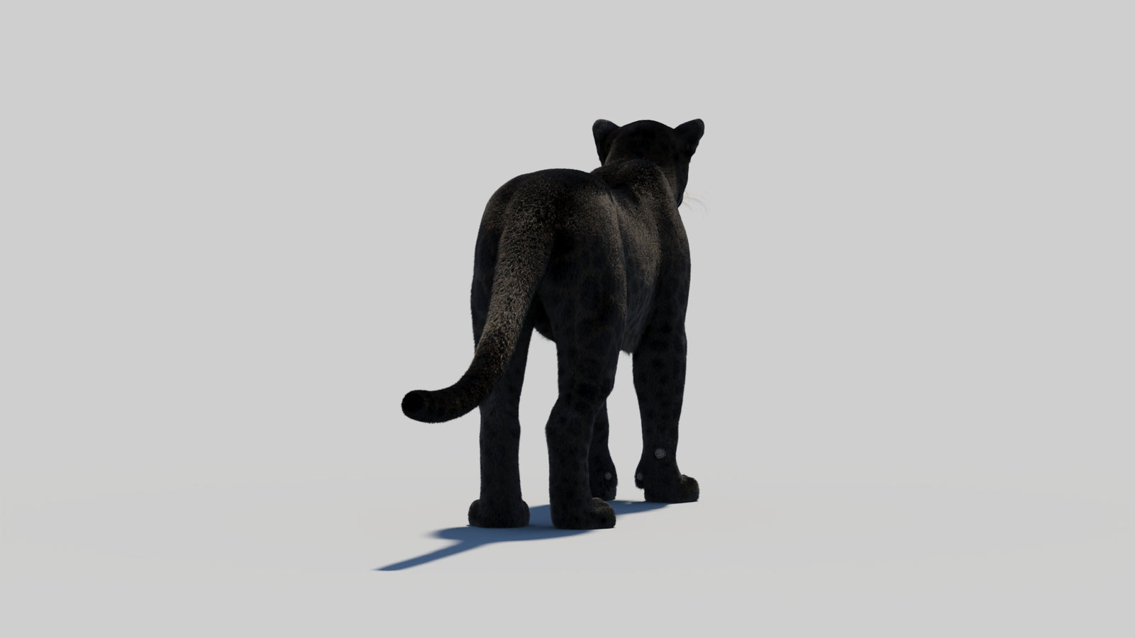 Black Panther 3D Model with Realistic Fur 360° view 2 frame 56