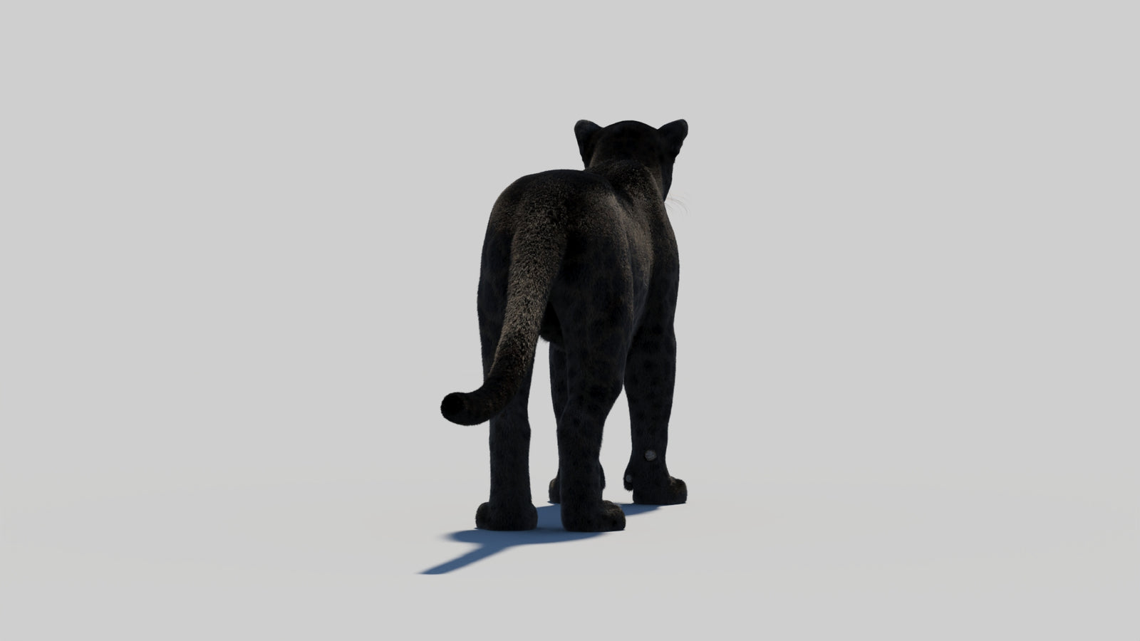 Black Panther 3D Model with Realistic Fur 360° view 2 frame 57