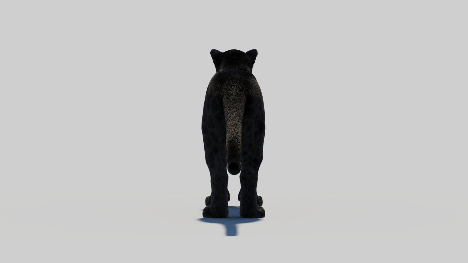 Black Panther 3D Model with Realistic Fur 360° view 2 frame 60