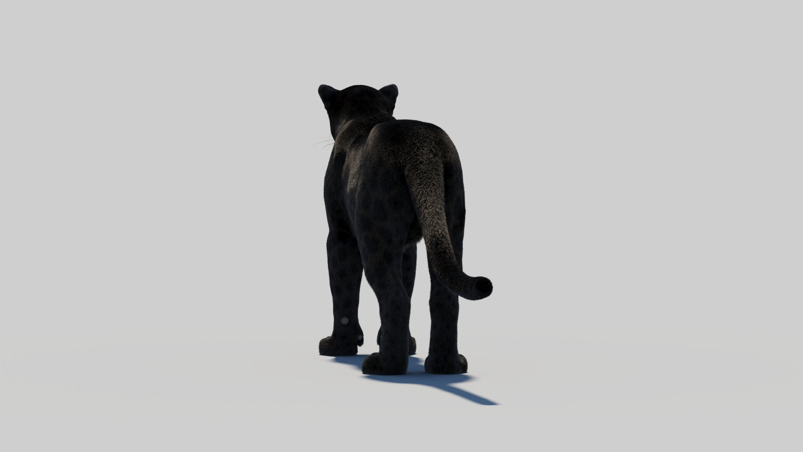 Black Panther 3D Model with Realistic Fur 360° view 2 frame 63