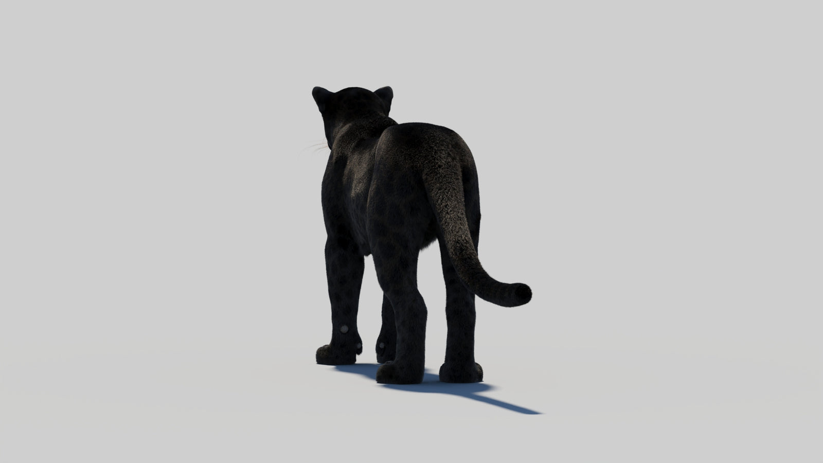 Black Panther 3D Model with Realistic Fur 360° view 2 frame 64