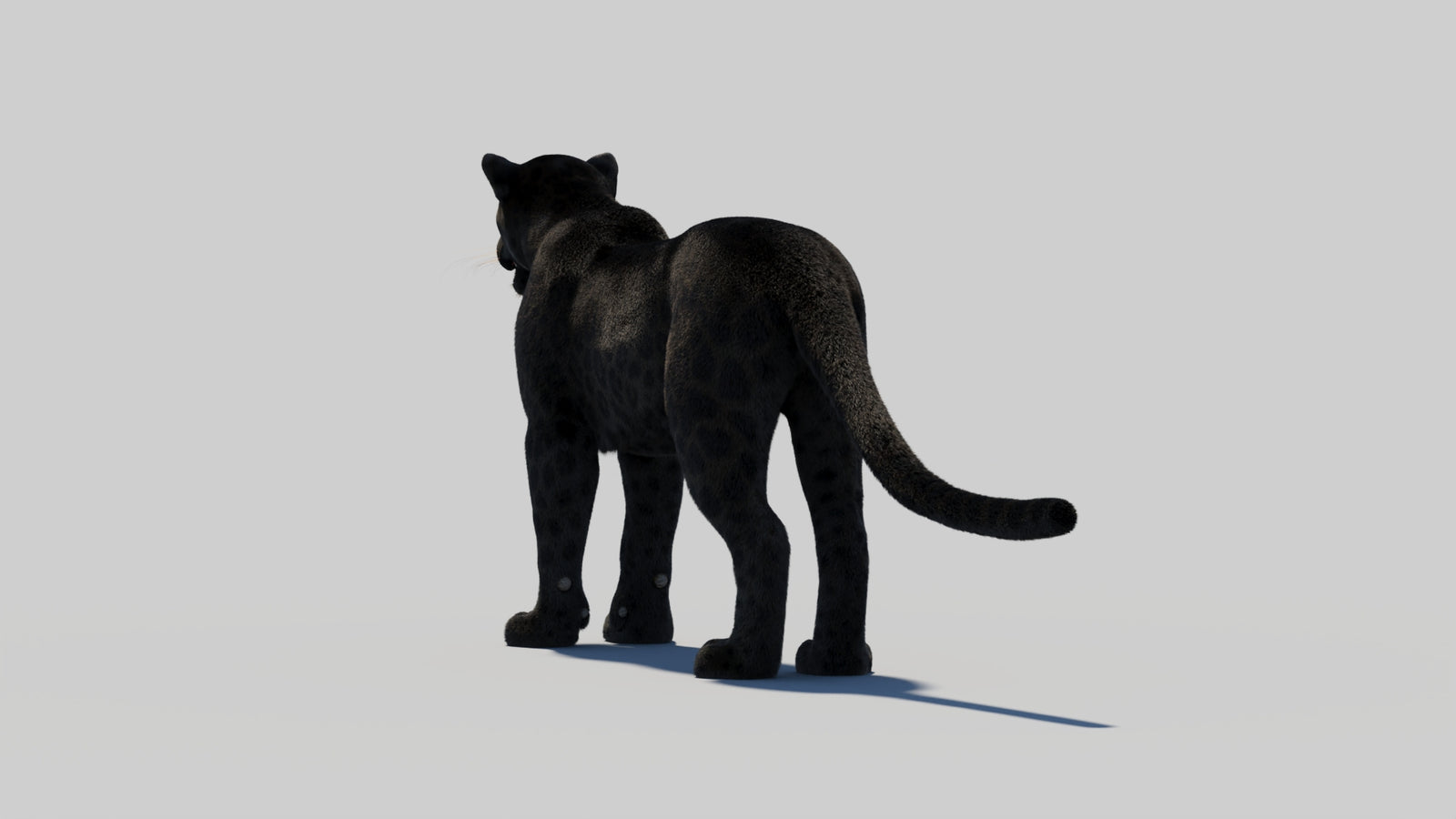 Black Panther 3D Model with Realistic Fur 360° view 2 frame 67