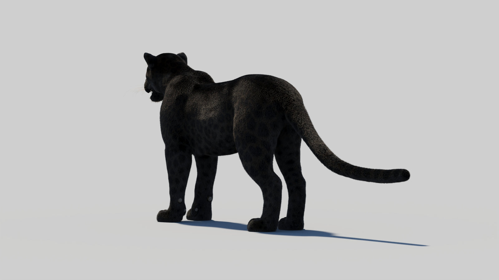 Black Panther 3D Model with Realistic Fur 360° view 2 frame 70