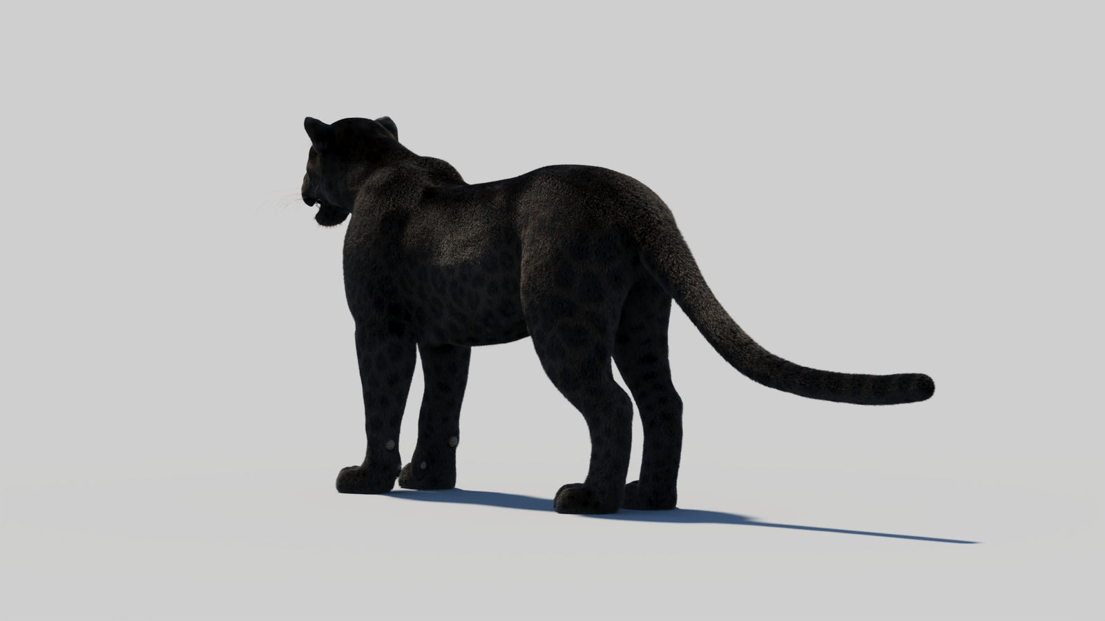 Black Panther 3D Model with Realistic Fur 360° view 2 frame 71
