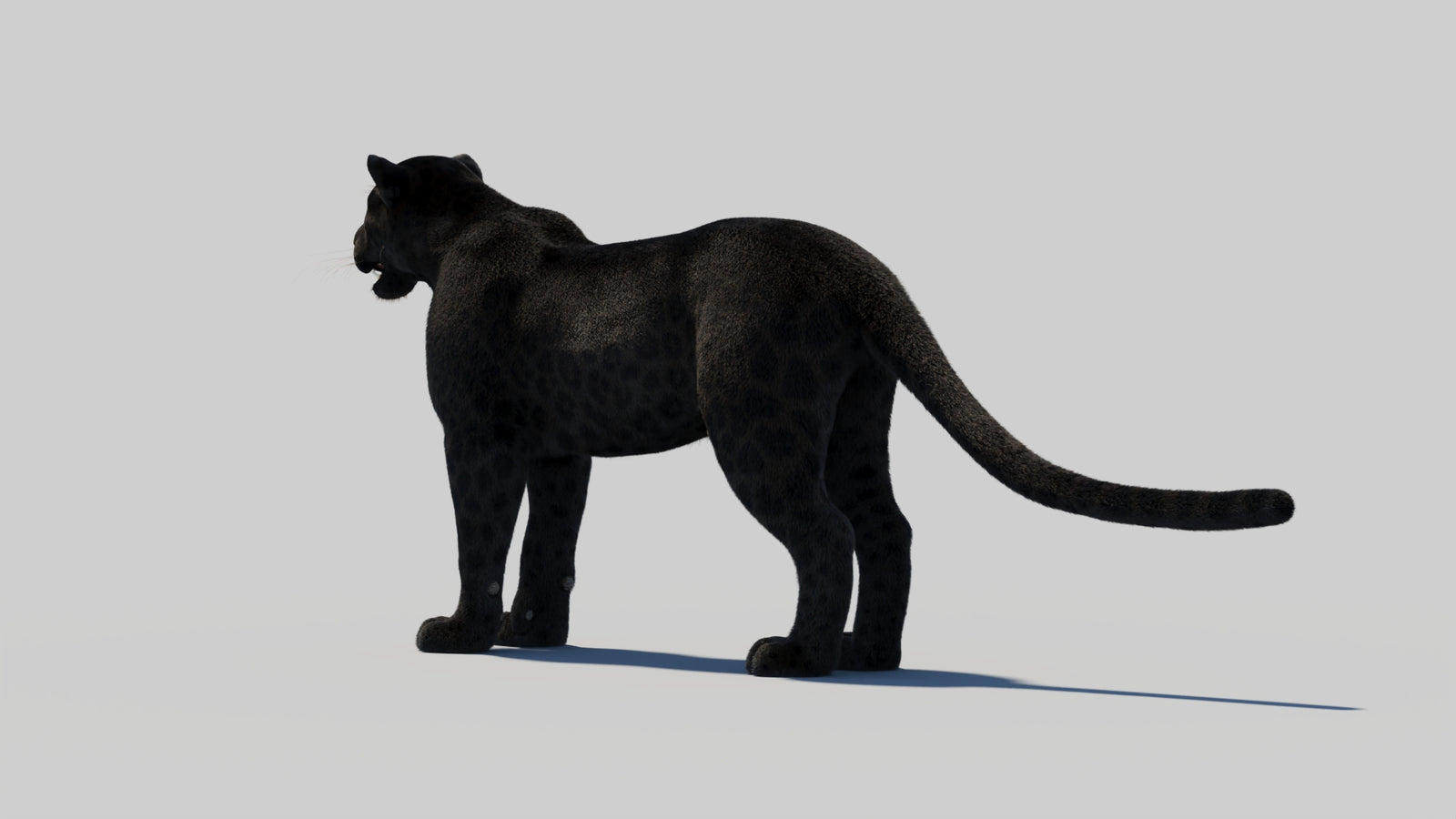 Black Panther 3D Model with Realistic Fur 360° view 2 frame 73