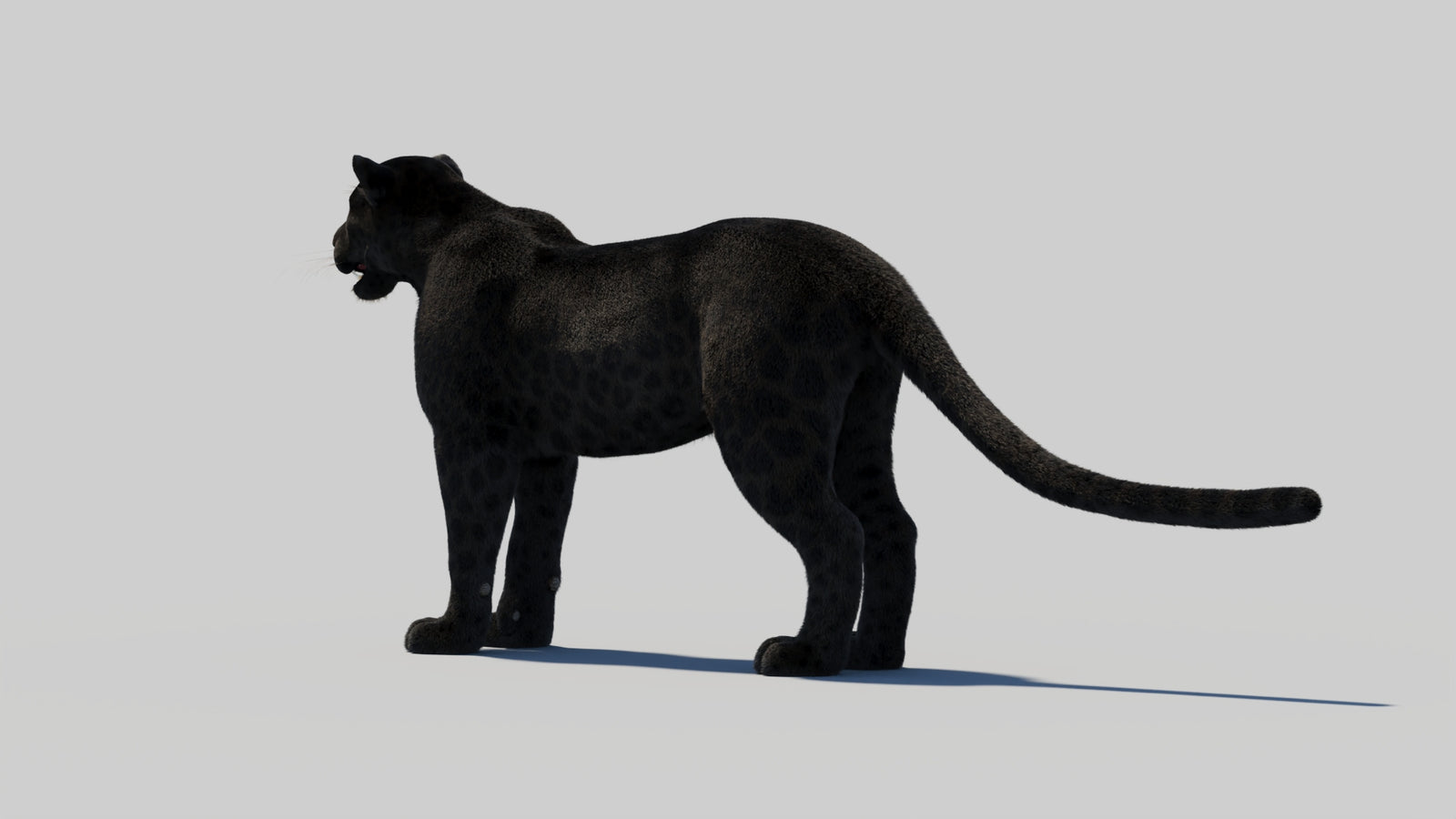 Black Panther 3D Model with Realistic Fur 360° view 2 frame 74