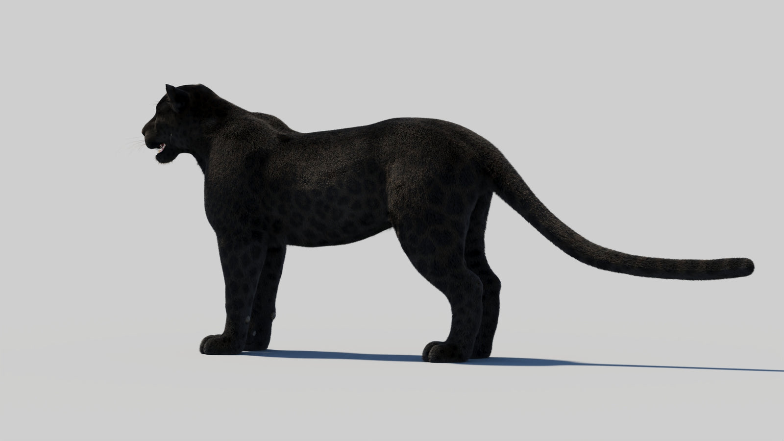 Black Panther 3D Model with Realistic Fur 360° view 2 frame 78