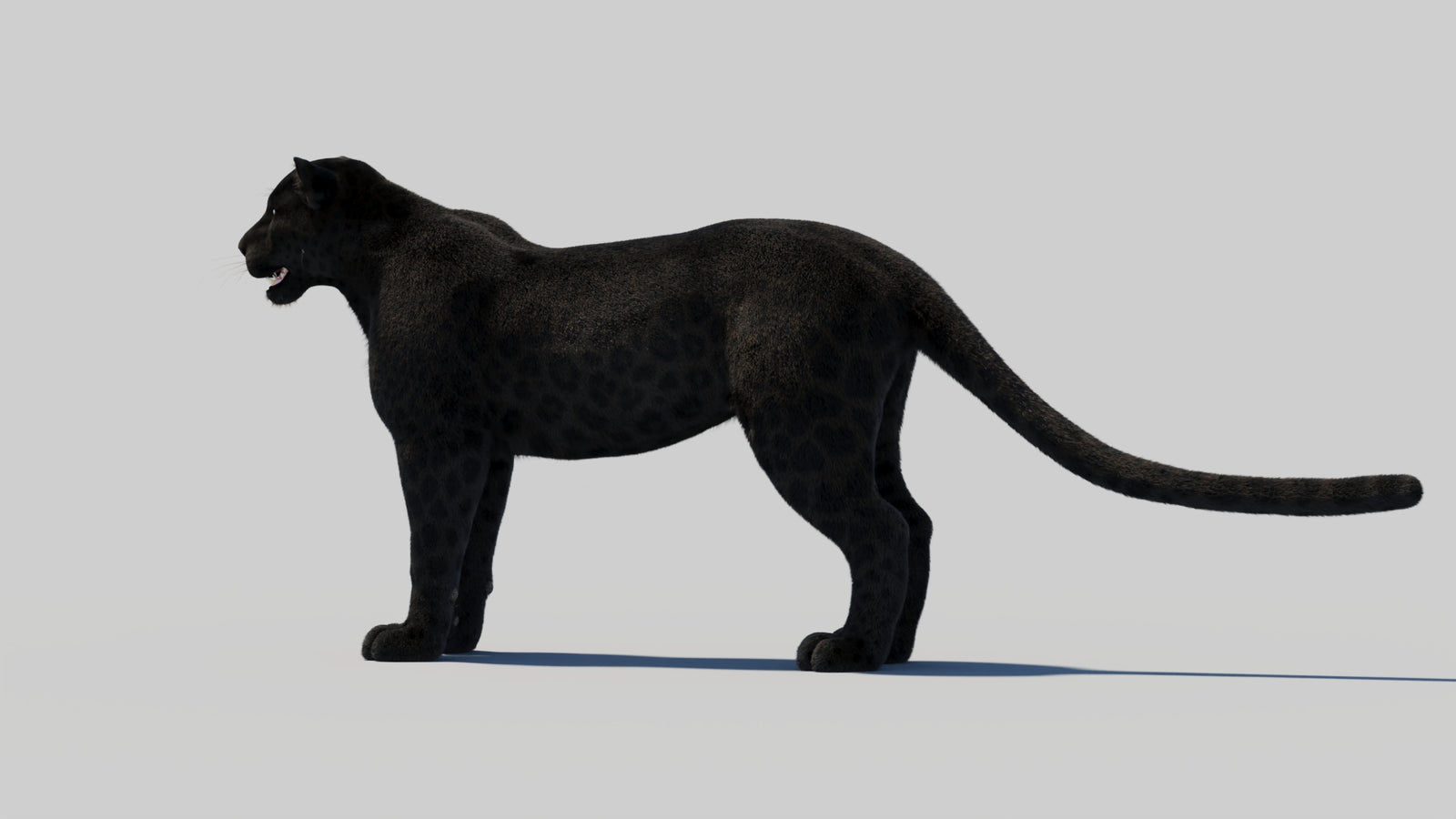 Black Panther 3D Model with Realistic Fur 360° view 2 frame 80