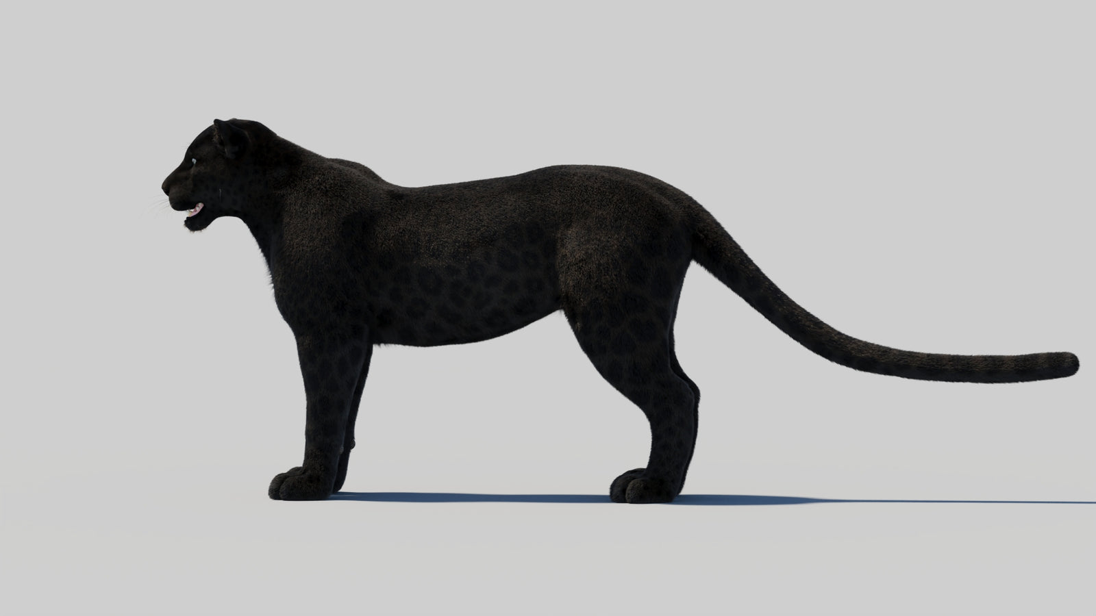 Black Panther 3D Model with Realistic Fur 360° view 2 frame 83