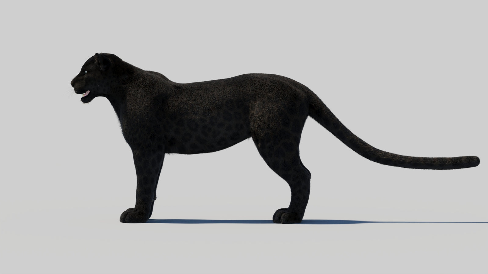 Black Panther 3D Model with Realistic Fur 360° view 2 frame 84