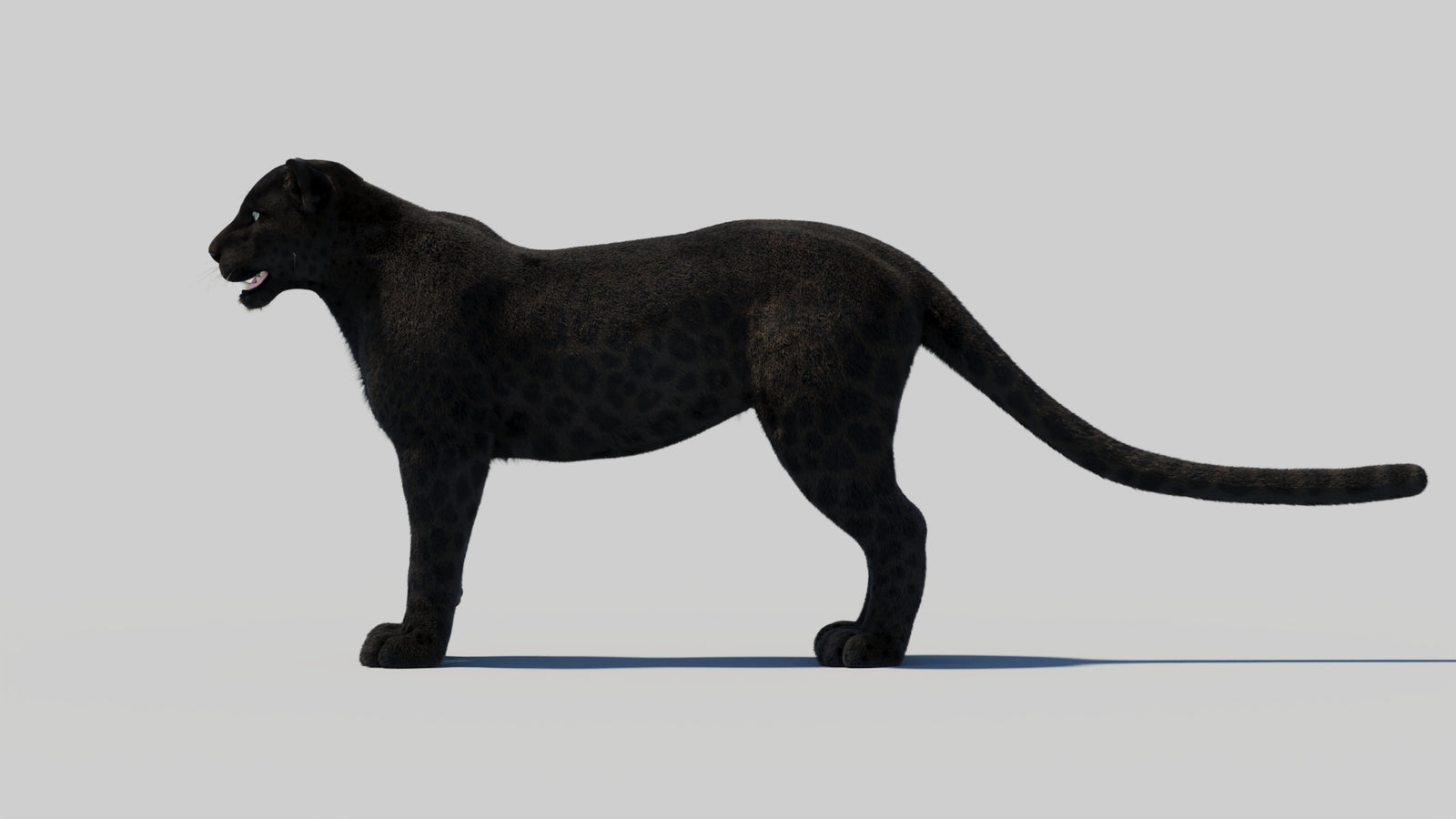 Black Panther 3D Model with Realistic Fur 360° view 2 frame 85