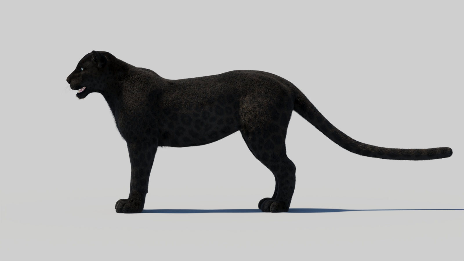 Black Panther 3D Model with Realistic Fur 360° view 2 frame 86