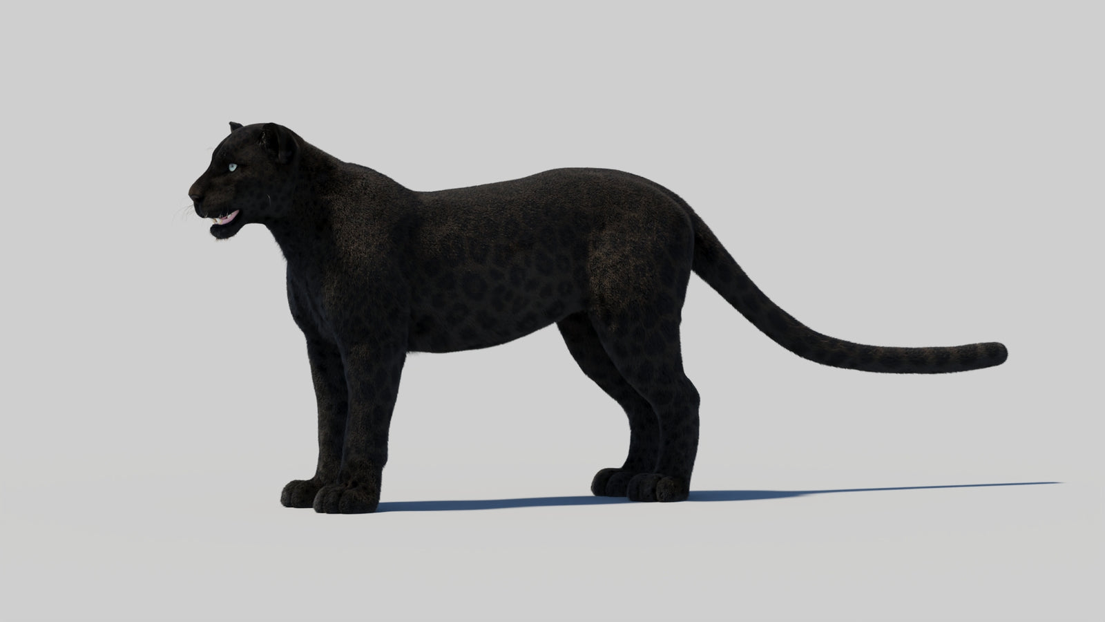 Black Panther 3D Model with Realistic Fur 360° view 2 frame 92