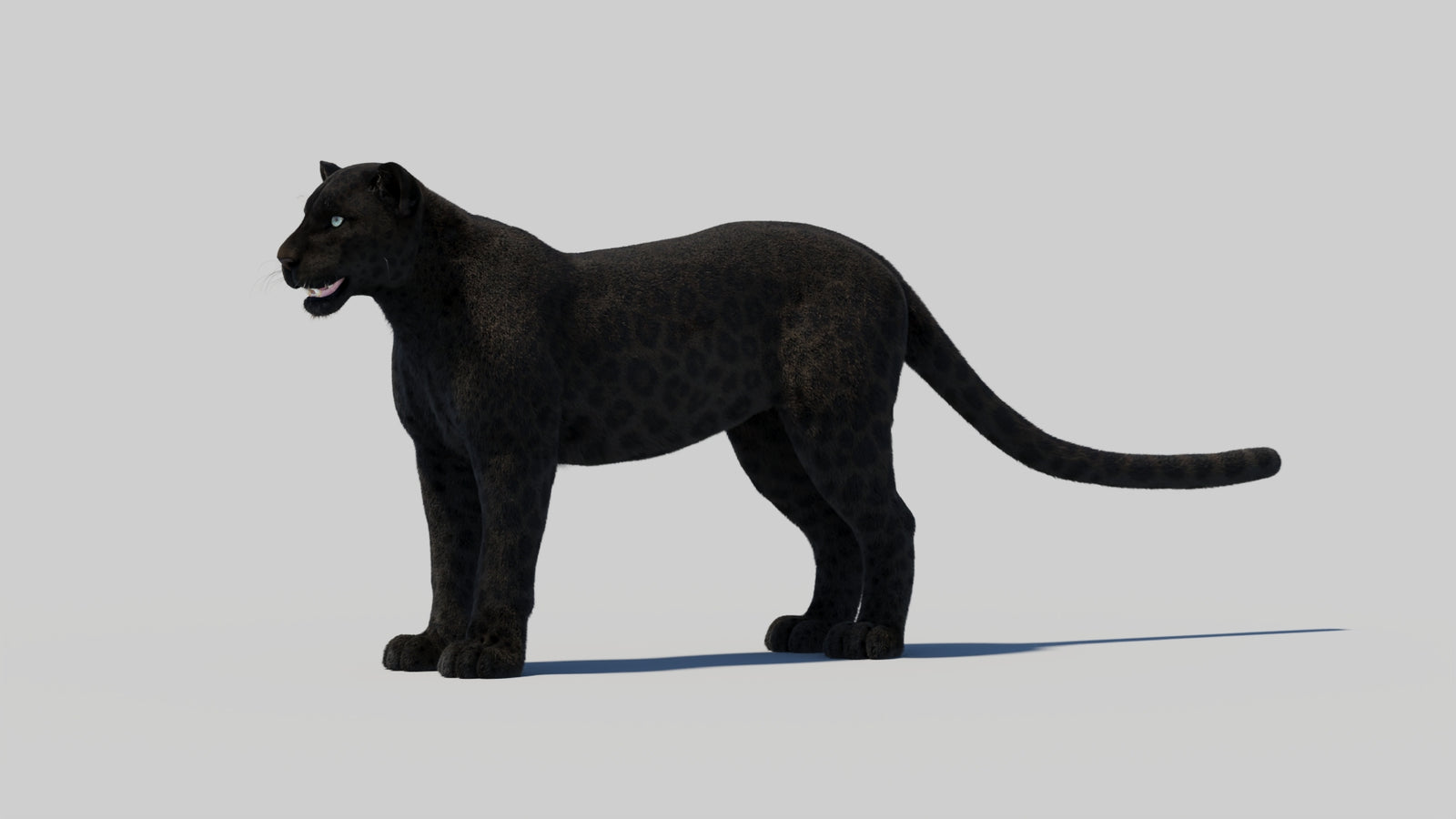 Black Panther 3D Model with Realistic Fur 360° view 2 frame 94