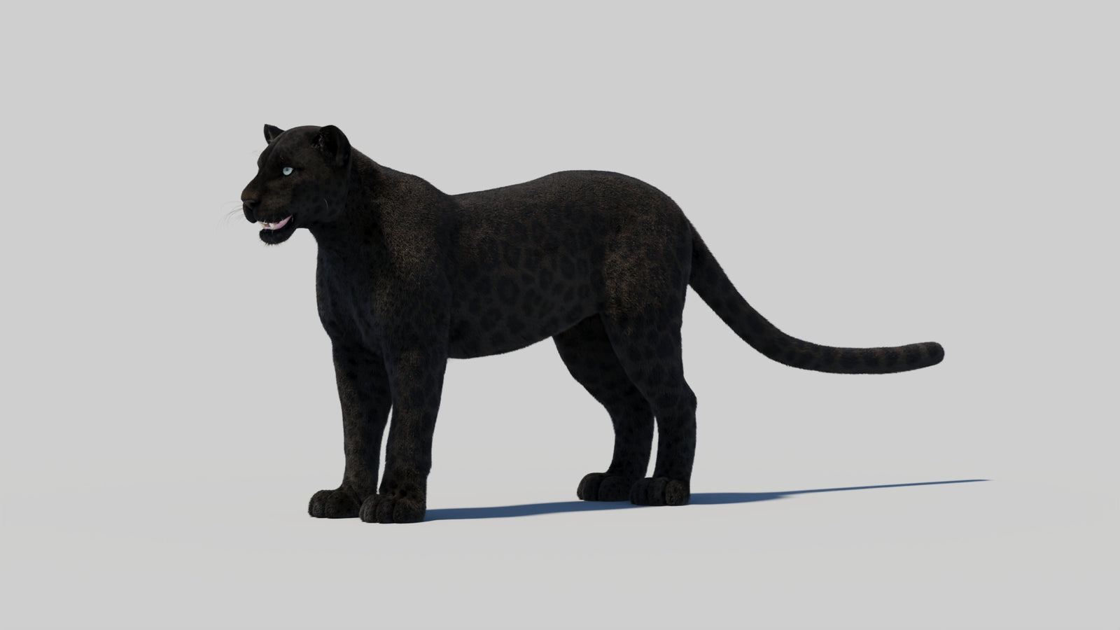 Black Panther 3D Model with Realistic Fur 360° view 2 frame 96