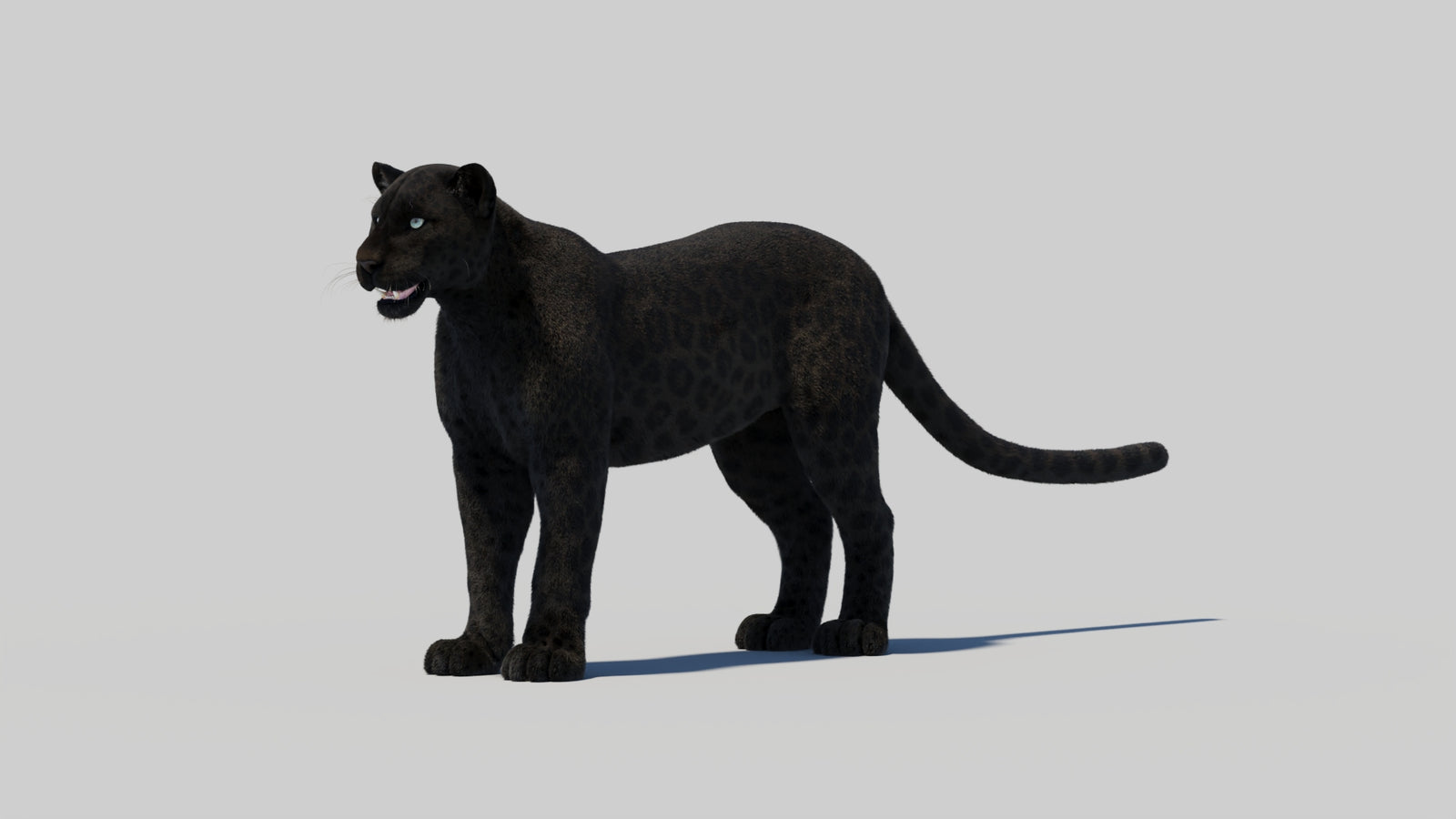 Black Panther 3D Model with Realistic Fur 360° view 2 frame 98