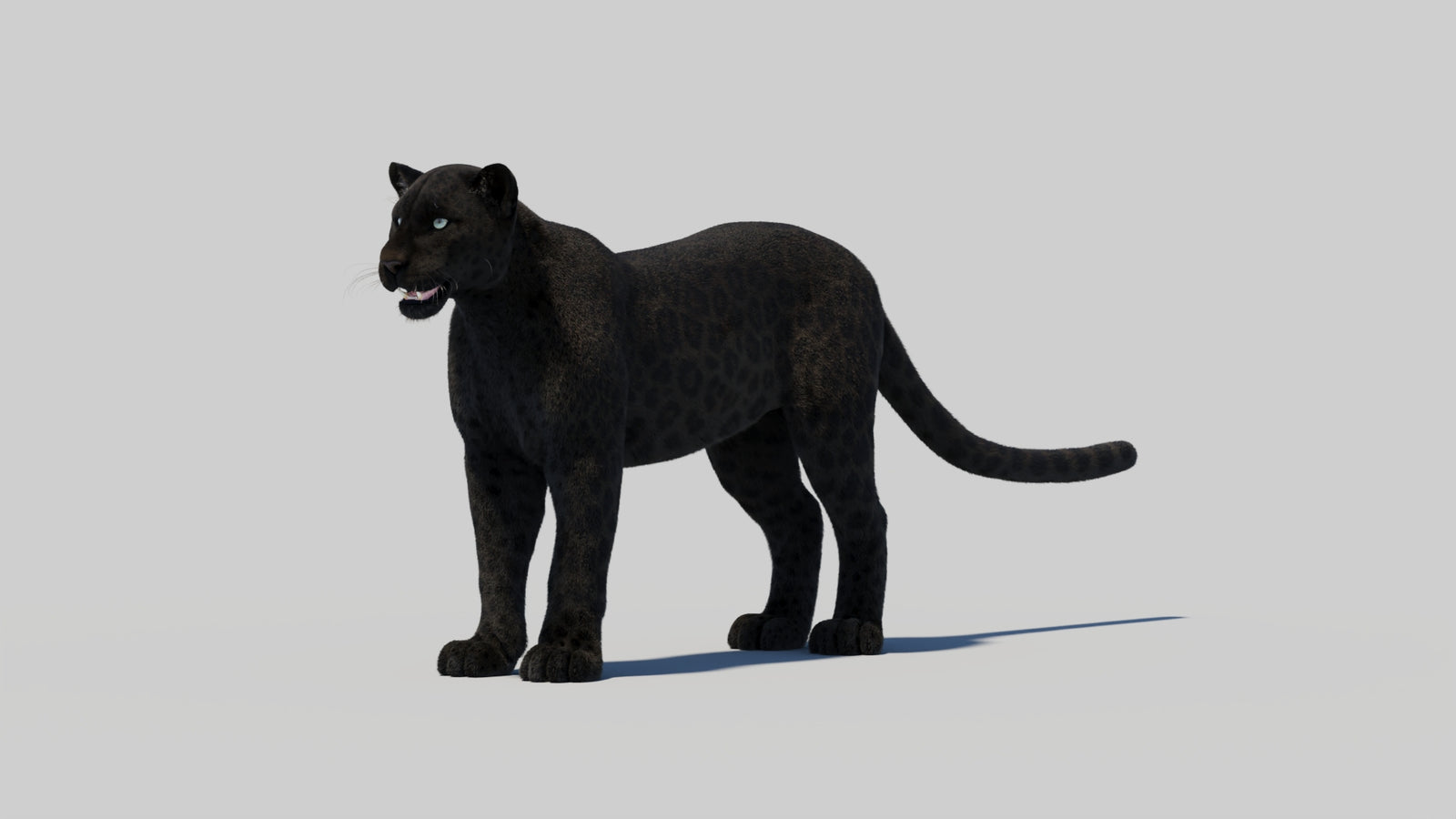Black Panther 3D Model with Realistic Fur 360° view 2 frame 99