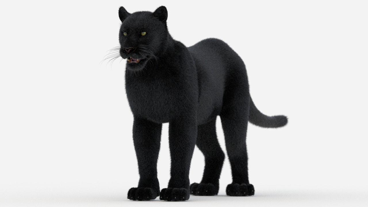 Black Panther 3D Model with Fur
