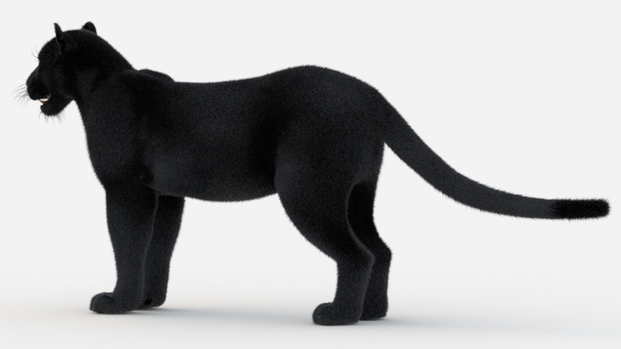 Black Panther 3D Model with realistic groomed Hair and Fur