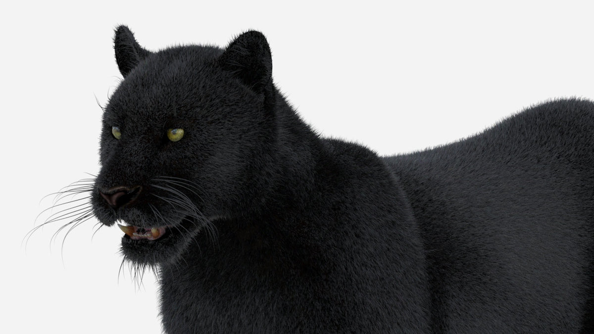 Black Panther 3D Model with Fur