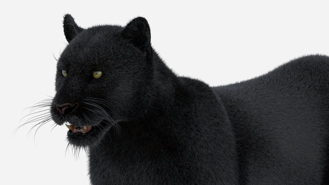 Black Panther 3D Model with Fur