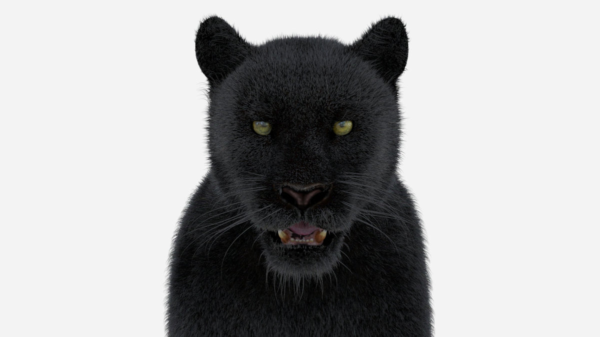 Black Panther 3D Model with Fur