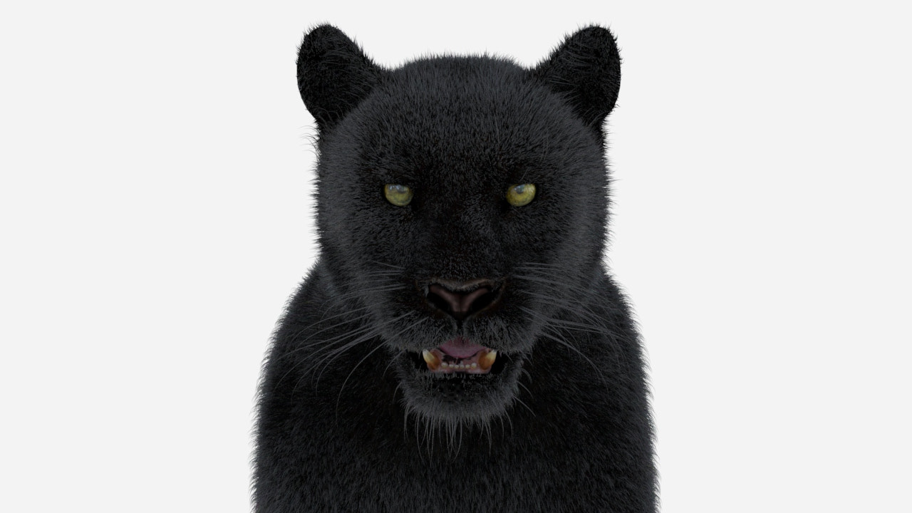 Black Panther 3D Model with Fur