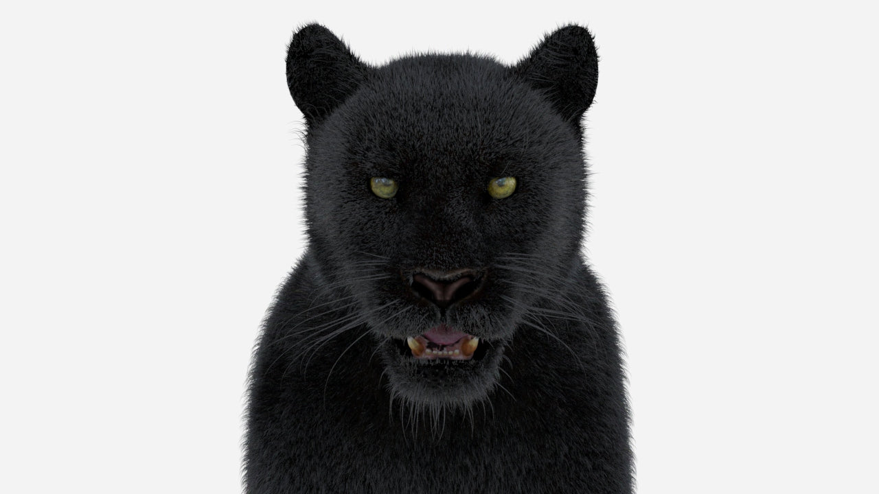 Black Panther 3D Model with Fur