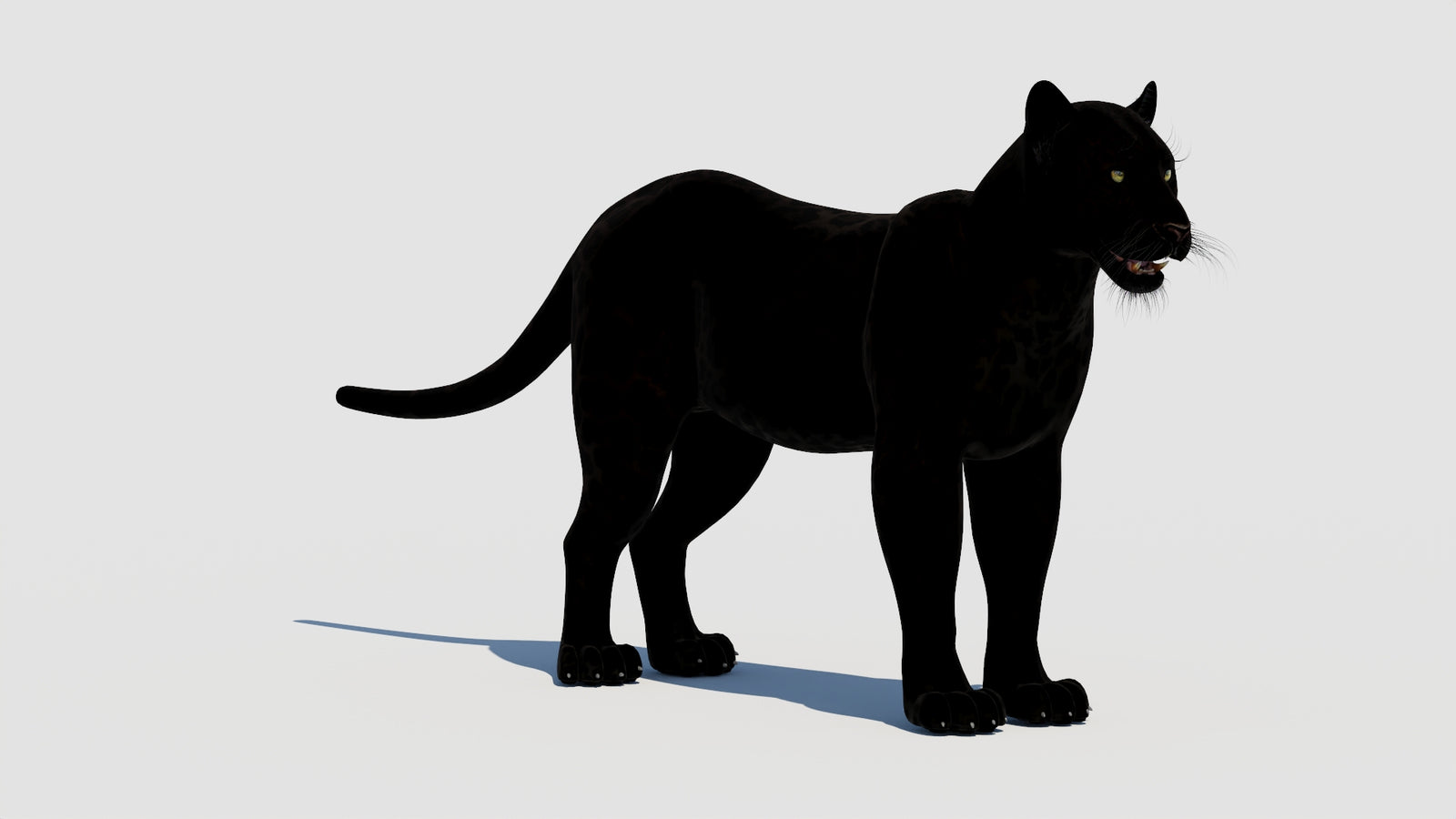 Panther 3D Model 360° view 1 frame 4