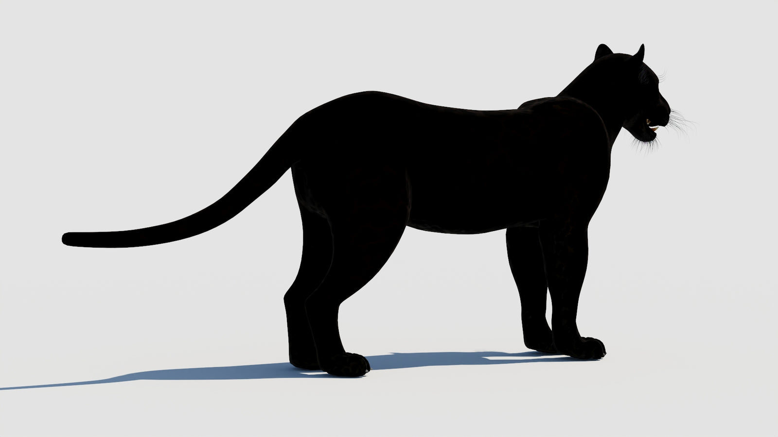 Panther 3D Model 360° view 1 frame 12