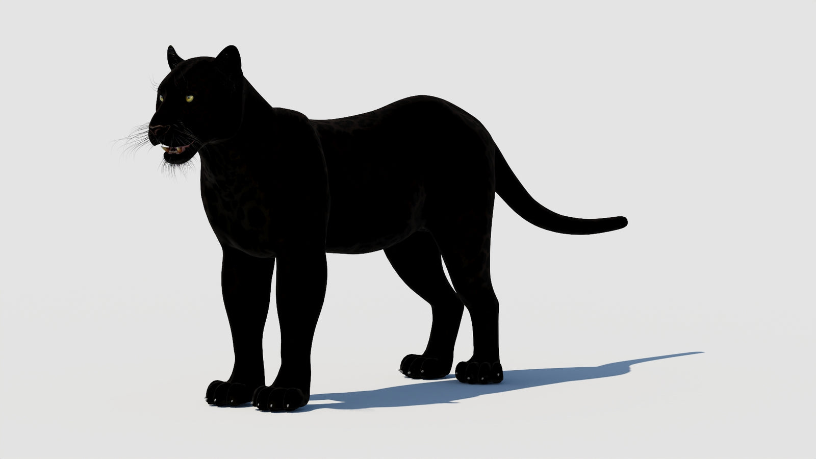 Panther 3D Model 360° view 1 frame 32