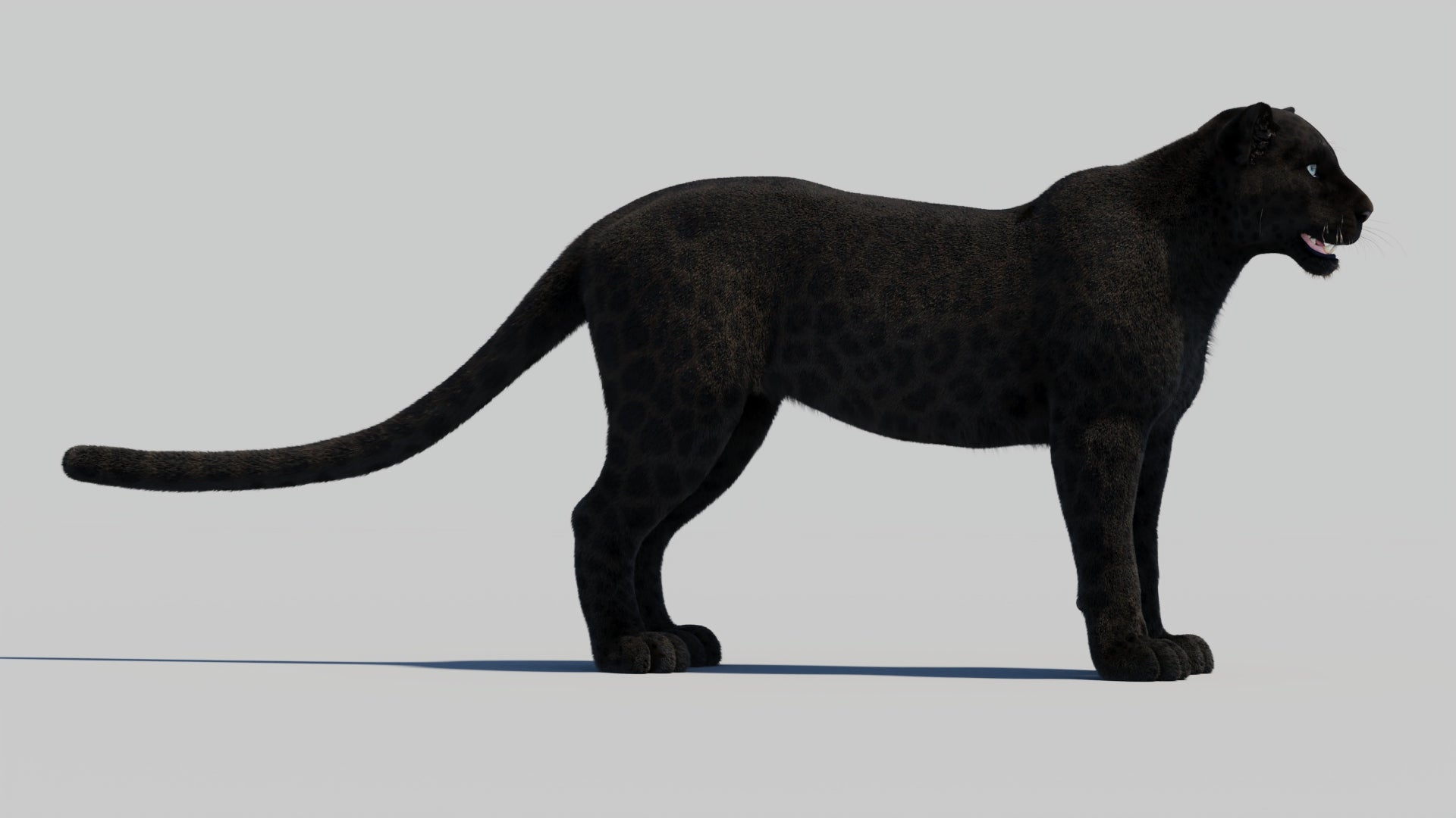 Black Panther Animal 3D Model with Realistic Groomed Fur