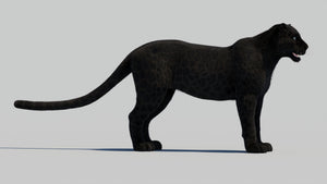 Black Panther Animal 3D Model with Realistic Groomed Fur Thumbnail