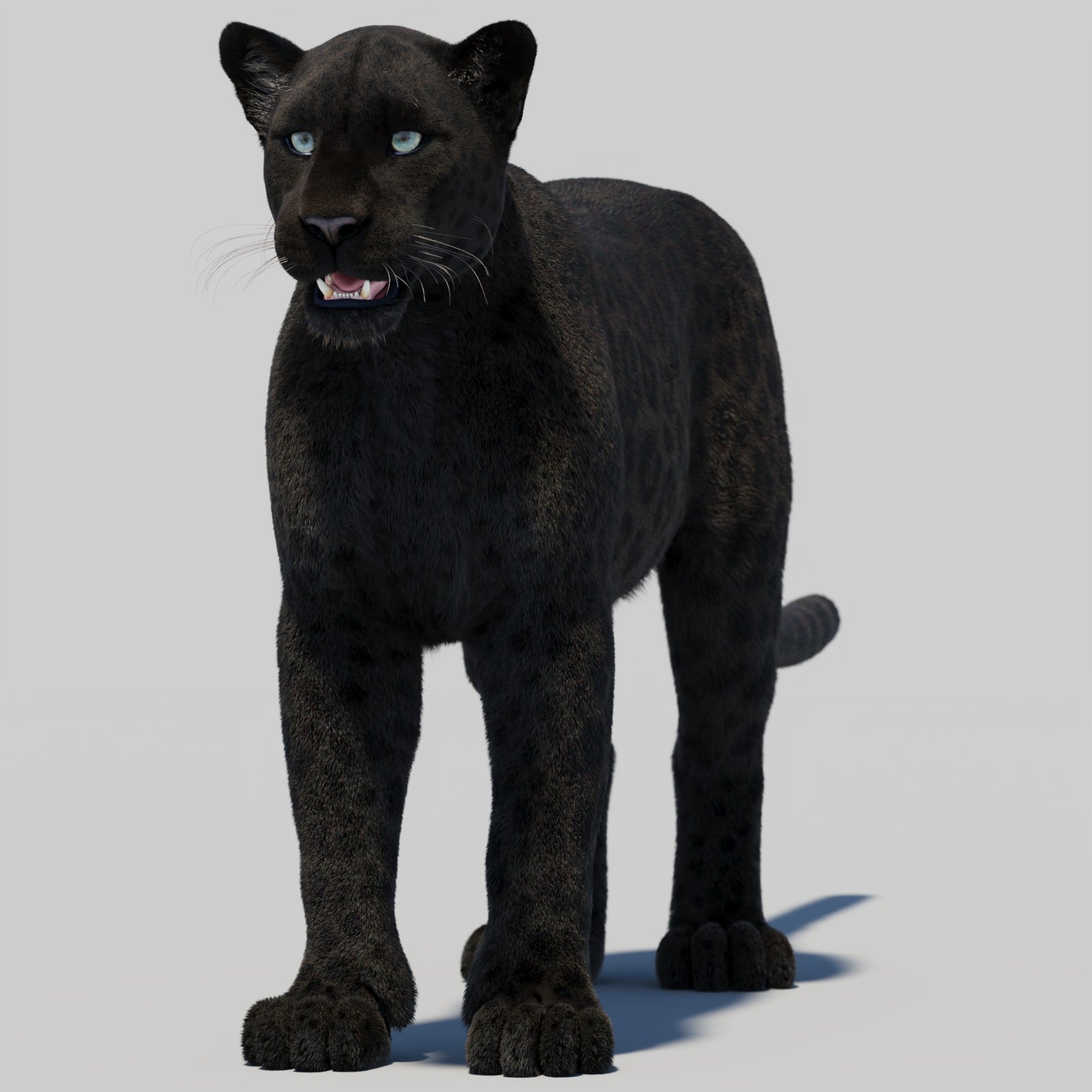 Black Panther 3D Model with Realistic Fur