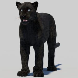 Black Panther 3D Model with Realistic Fur Thumbnail