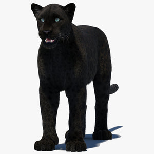 Black Panther 3D Model with Realistic Fur Thumbnail