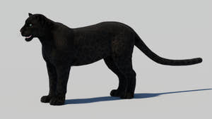 Black Panther 3D Model with Realistic Fur Thumbnail