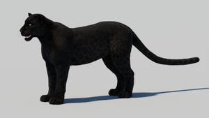 Black Panther 3D Model with Realistic Fur Thumbnail