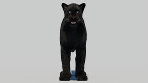 Black Panther 3D Model with Realistic Fur Thumbnail