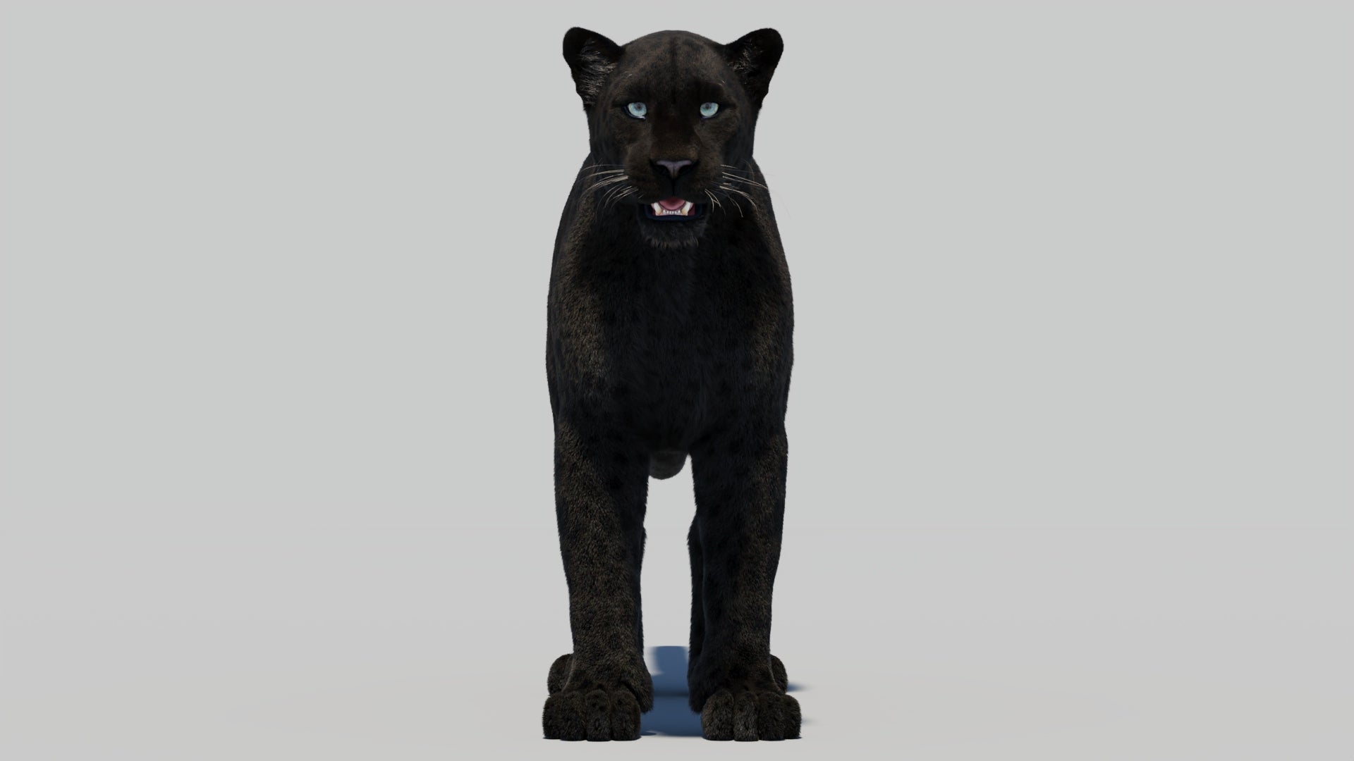 Black Panther 3D Model with Realistic Fur
