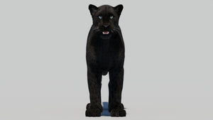 Black Panther 3D Model with Realistic Fur Thumbnail