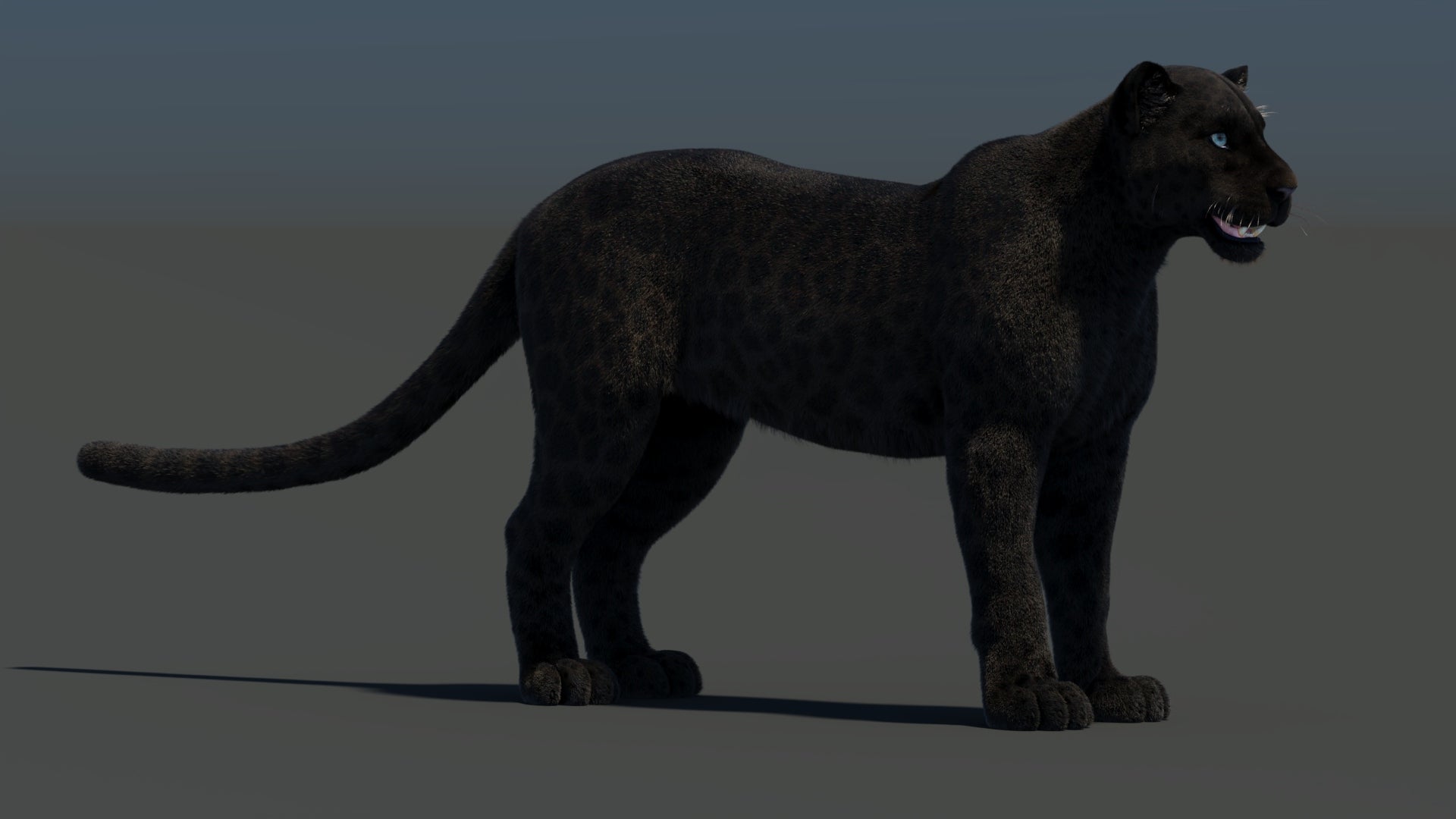 Black Panther 3D Model with Realistic Fur