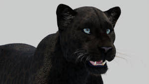 Black Panther Animal 3D Model with Realistic Groomed Fur - Close Up Rendering Thumbnail