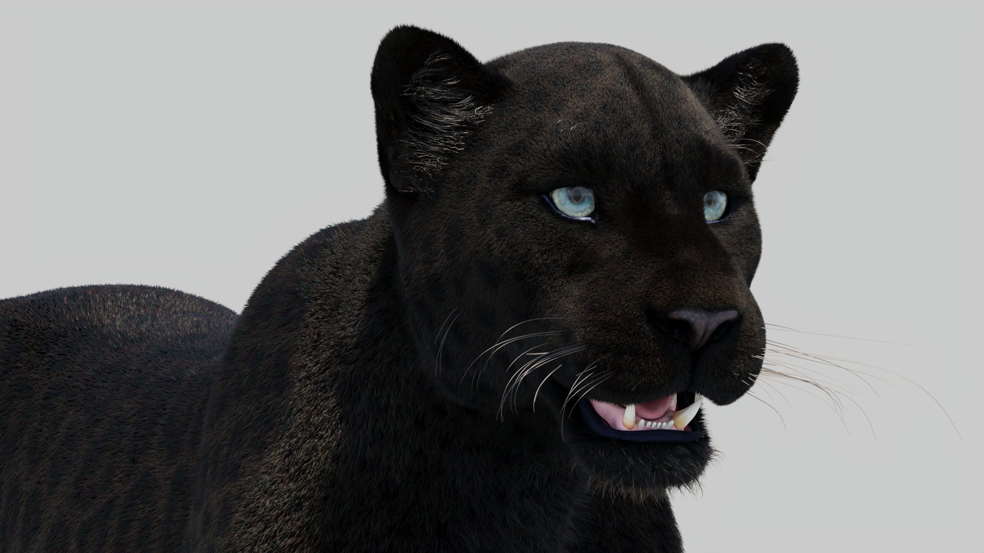 Black Panther Animal 3D Model with Realistic Groomed Fur - Close Up Rendering